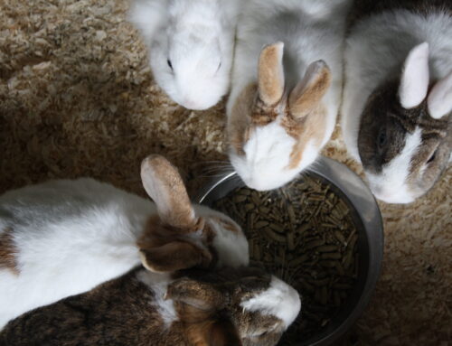 6 konijnen naar Kinderboerderij De Goffert